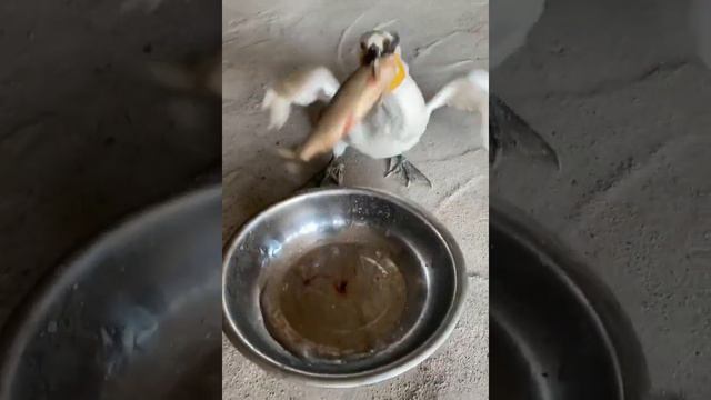 Fish fishing | Catching Fish | Hunting Fish From Hole Using Hook #04081 #fishing #birds #birdfishin смотреть онлайн