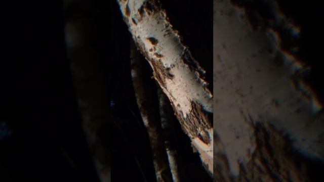 Красная шапочка✨