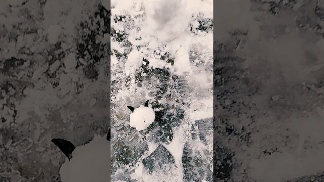 Снежные котики. смотреть онлайн