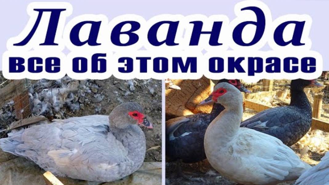 Мускусные утки лаванда, какие сюрпризы нам приготовила. КАКАЯ БЫВАЕТ ЛАВАНДА. генетика окрасов ч.7 смотреть онлайн