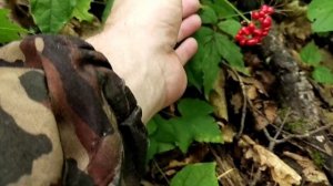 Женьшень. Да чего его искать, вот он...