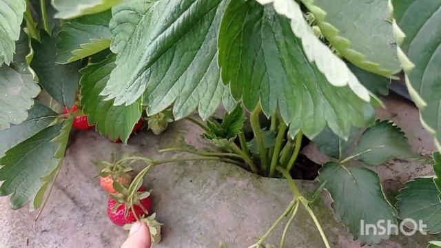 НОВИНКА! FE 2015! КЛУБНИКА ТВИСТ смотреть онлайн