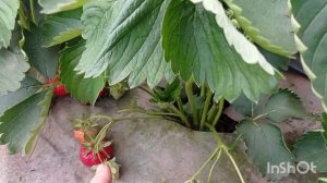 НОВИНКА! FE 2015! КЛУБНИКА ТВИСТ