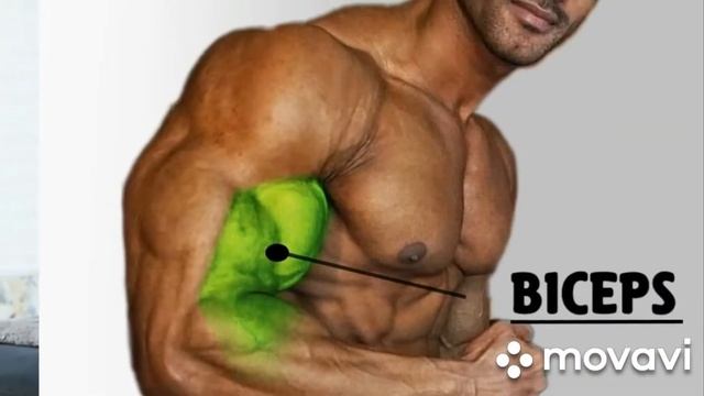 Тренировка бицепса и плеч гантелями дома смотреть онлайн