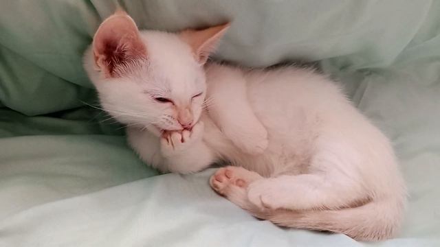 Наш КОТЕНОК новый питомец #cute смотреть онлайн