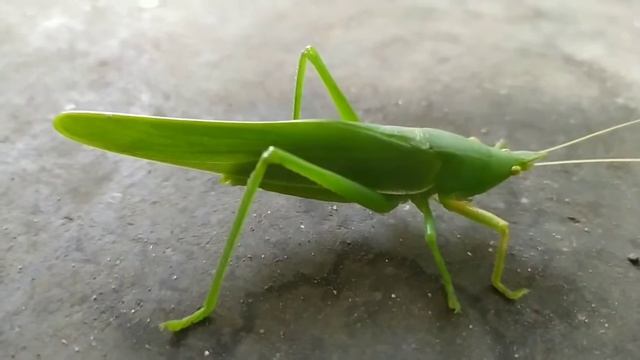Green Grasshopper. смотреть онлайн