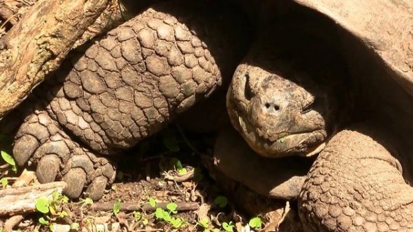 Galapagos Giant Tortoise. Галапагосская черепаха (1333sp)