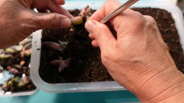 How To Propagate Little Jewel || PACHYPHYTUM COMPACTUM | Growing Succulents with LizKreate смотреть онлайн