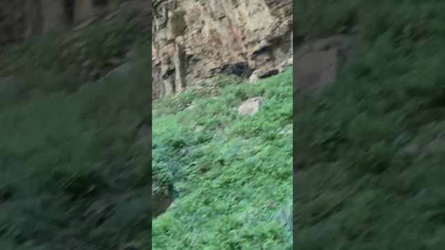 Медвежий след по пути в ущелье вдоль реки Гехи #bear #mountains смотреть онлайн