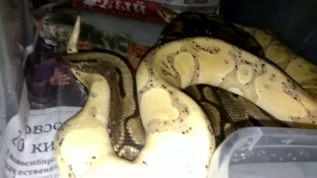Спаривание королевских питонов (Banana и Spider) смотреть онлайн