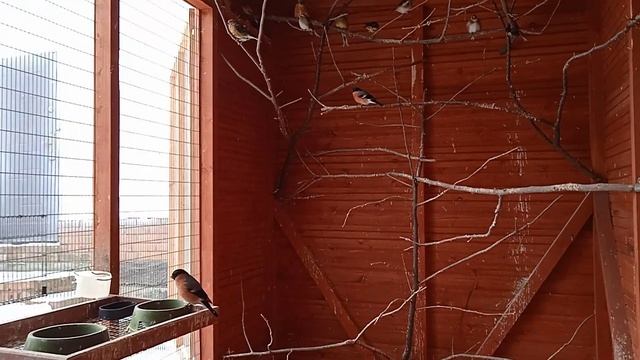 Уличный вольер. Птицы которых оставил в зиму. смотреть онлайн