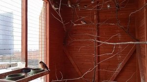 Уличный вольер. Птицы которых оставил в зиму.