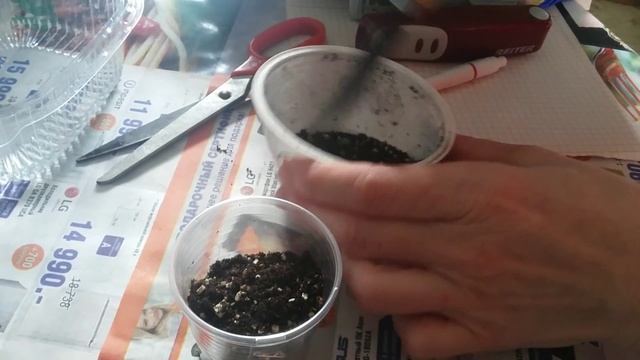 Посадка черенка фиалки смотреть онлайн