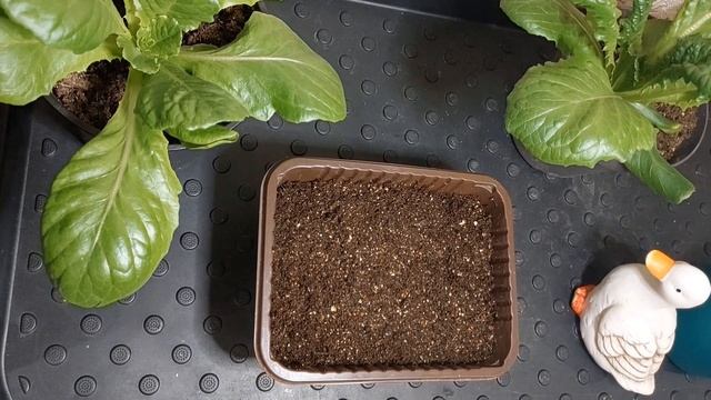 ПОСЕВ ЗЕМЛЯНИКИ ПОДРОБНО.. смотреть онлайн