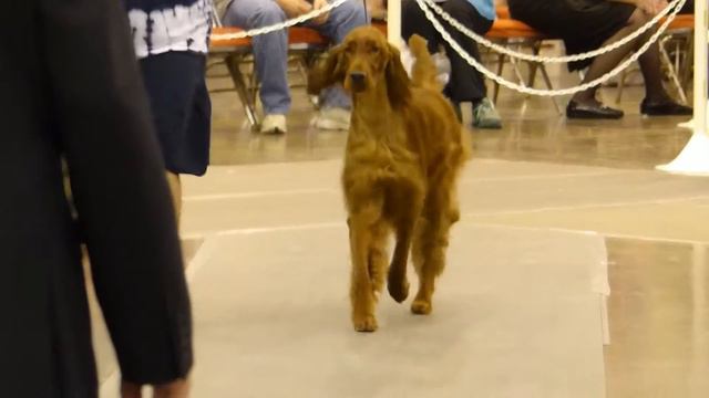 Pat Kenwell Irish Setter show slow motion Reliant Center Houston TX смотреть онлайн