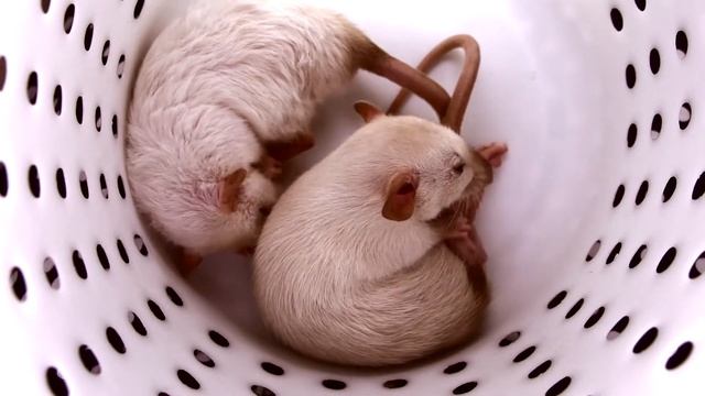 Крыски дамбо умываются (дочка Мерлин Монро и дочка Милы Йовович) смотреть онлайн