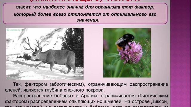 Основные экологические законы смотреть онлайн