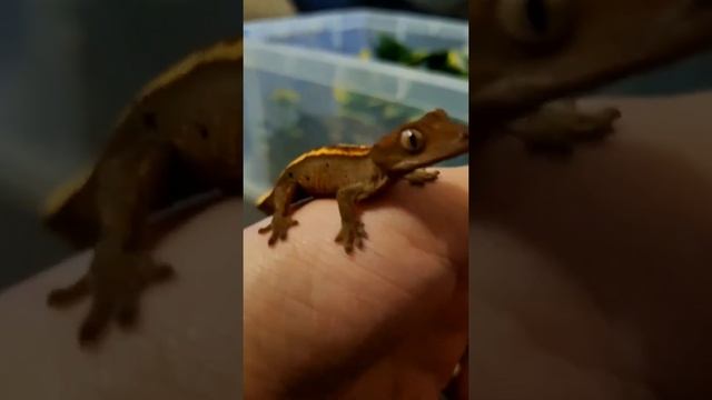 Маленький геккон ? смотреть онлайн