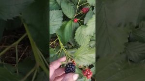 ежевика Вошито,сигнальное плодоношение