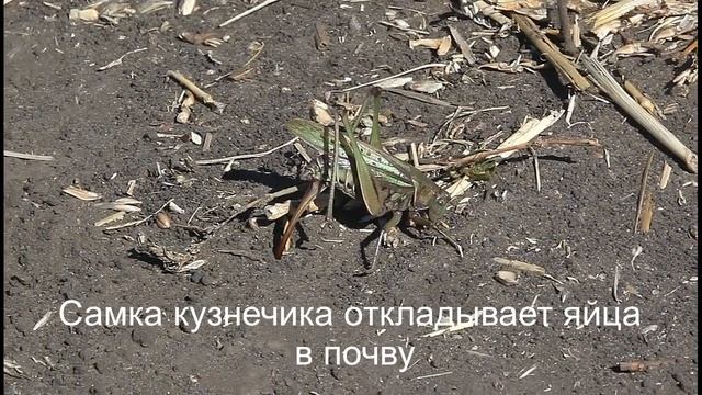 Самка кузнечика делает кладку яиц в почву смотреть онлайн
