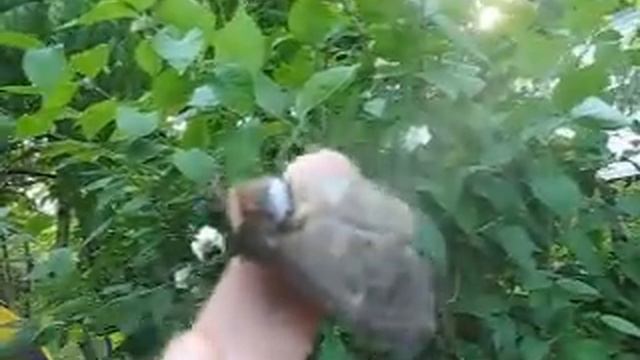 Бабочка д Калиновка смотреть онлайн