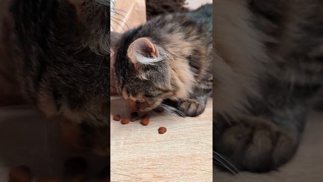 Еда, которая сделает кошку счастливее! Сухой корм для кошек Best Dinner с ягненком и базиликом смотреть онлайн