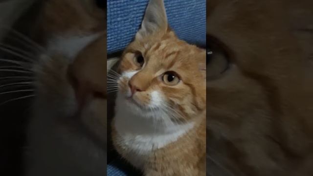 Сон номер 2 катьонак любит спать слатким сном смотреть онлайн