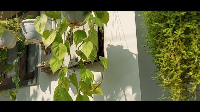 @IshalsMagic 😍philodendron lemon lime 🍀 ☘️ care plant care #ishalsmagic