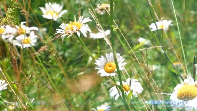 Лето, деревня, лес, поле (Татарские Саралы 2016г.) смотреть онлайн