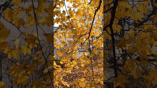 жёлтый клен в парке смотреть онлайн