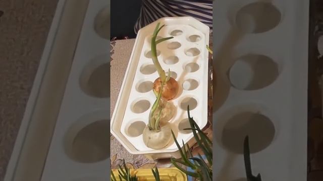 Контейнер для проращивания лука на зелень смотреть онлайн