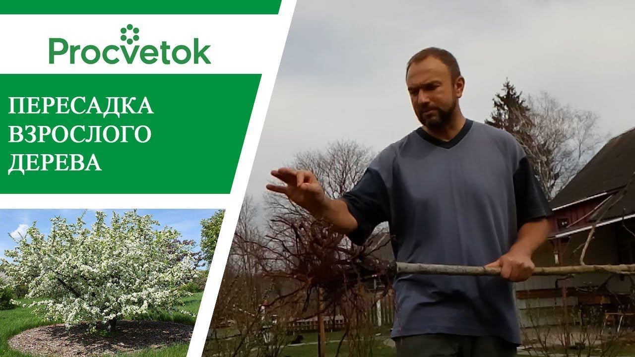 Пересадка плодовых деревьев. Как правильно пересадить яблоню. смотреть онлайн