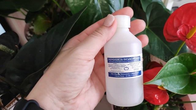 Перекись водорода для комнатных растений, Польза, Пропорции, Обработка, Правильный Полив смотреть онлайн