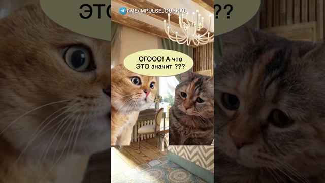 Покушаем дома #мыкотики #вмем #разговор #анекдот #шутки #кот #юмор #смешное #прикольно #мемы #cat смотреть онлайн