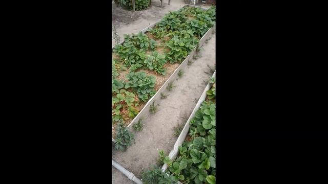 Самая лучшая мульча для виктории. Мульчирование садовой земляники (виктории) хвойным опадом смотреть онлайн