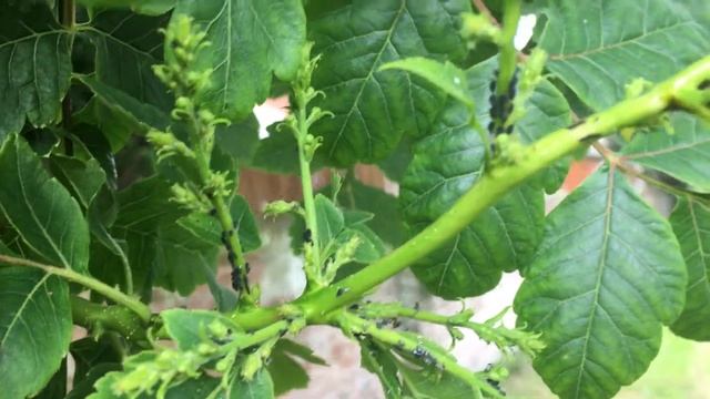 Pride of India (Koelreuteria paniculata) - leaves & young flowers - June 2018 смотреть онлайн