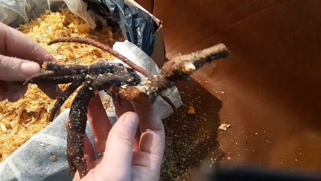 Распаковка пионов от Дудки Т.Б.-2022г. 14 сортов. В конце видео- деление двух сложных корней )) смотреть онлайн