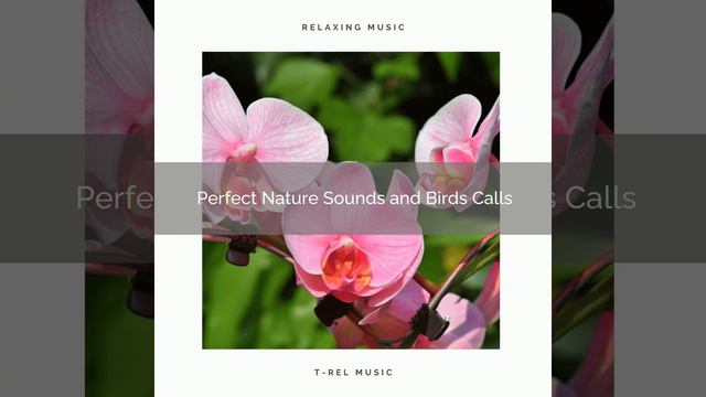 Energy of Clear Forest Music pt. 1 смотреть онлайн