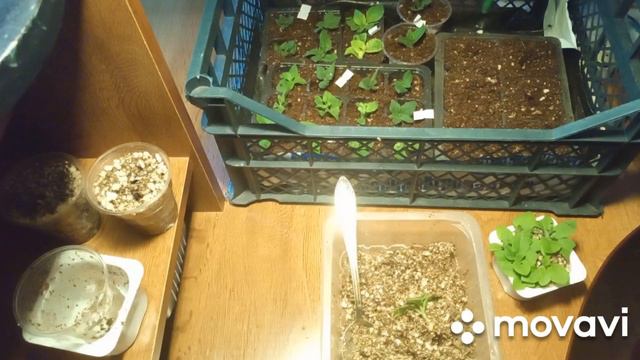 черенки петунии с корнями и без, как я поступлю в этот раз смотреть онлайн