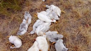 Беда в хозяйстве, или холатность охотников...