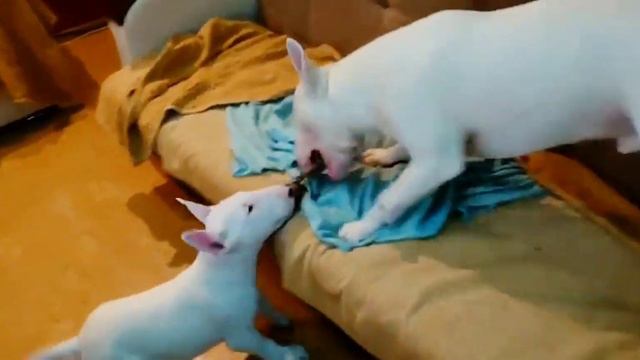 Перетягивание каната 😬 Снапику 3м. 10д. 😊 Snap - Danny Bull Terrier's смотреть онлайн