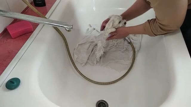Стрижка и купание маленьких мальтезе смотреть онлайн