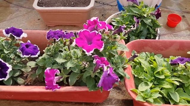 All About Petunia Plant - How to Grow and Care Petunia || Fun Gardening смотреть онлайн