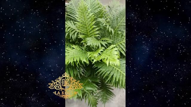 Блехнум Сильвер Леди смотреть онлайн