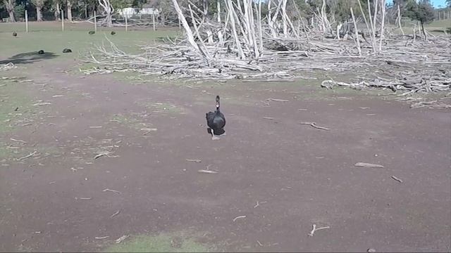 Охота на КЕНГУРУ на Phillip Island (Мельбурн, Австралия) смотреть онлайн