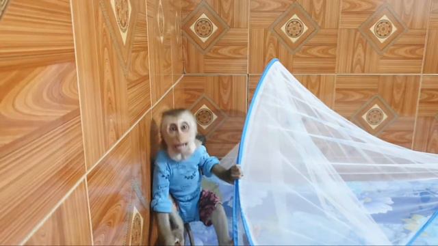 Baby Monkey Sam And Asher Love Dried Bananas, Drinking Milk Before Bed