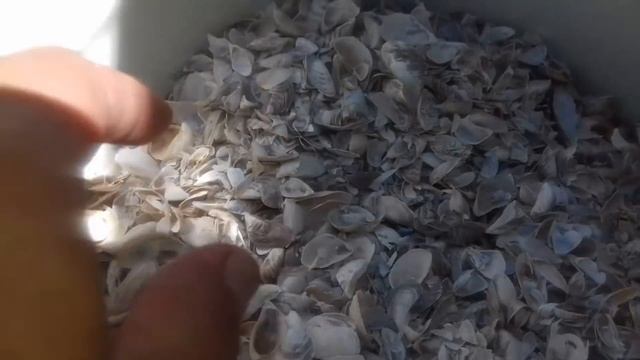 Строительный Фокус