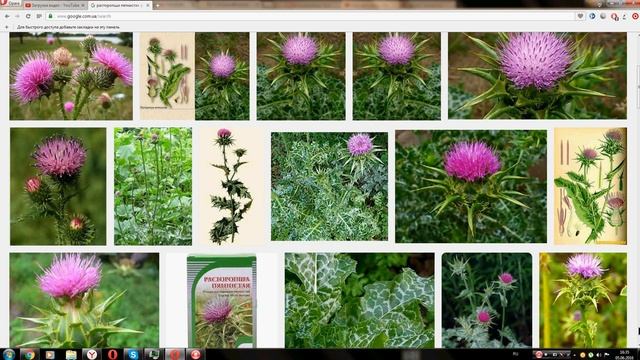 Расторопша пятнистая (Milk Thistle) смотреть онлайн