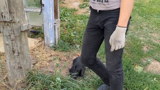 НАДОЕЛО! Решили снести и забыть... смотреть онлайн
