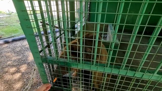 СТАРАЯ ГАГРА 2022/ЧТО ПОСМОТРЕТЬ?? Приморский парк/Зооуголок/Пляж в Старой Гагре/Абхазия 2022 смотреть онлайн